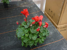 cyclamen