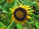 P1170619