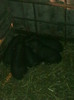 Image0498