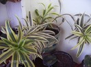 dracaena reflexa 23.01.2012