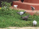 DSC03910