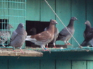 DSC03942