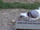 DSC03945
