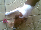 Chiken 053