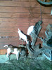 Chiken 060