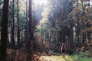 alone-beautiful-forest-girl-wood-Favim.com-204654_large
