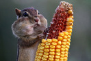 chipmunk-eats-corn_large