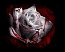emo-2-white-rose