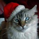 images (46)