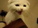 images (49)