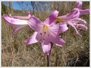 Amaryllis belladona