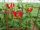 Gloriosa Superba