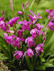 Bletilla striata roz