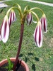 Crinum Cintho 3