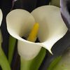 Zantedeschia Black Eyed Beauty