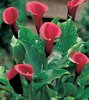 Zantedeschia Majestic Red