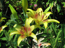 INDISPONIBIL Lilium Golden Stone