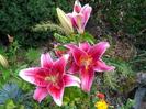 INDISPONIBIL Lilium Stargazer