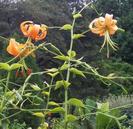 Lilium Henryi