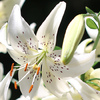 INDISPONIBIL Lilium Sweet Surrender