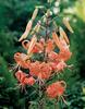 Lilium Lancifolium