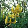 Lilium Leichtlinii