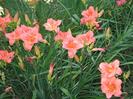 Hemerocallis South Seas 2