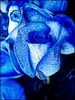blue_rose-artificially_coloured