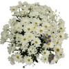Buchet de 11 crizanteme albe