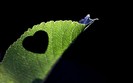 love-6