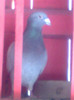 porumbel