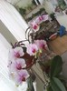 25.01.2012, inflorire completa