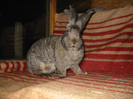 Picture 088