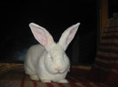 Picture 118