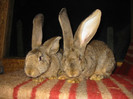 Picture 130