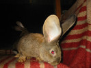 Picture 132