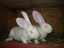 Picture 133