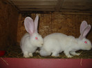 Picture 135