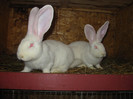 Picture 136