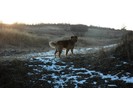 BRUTUS   24 ian 2012 (1)