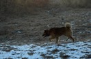 BRUTUS   24 ian 2012 (5)