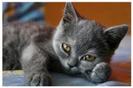 imagesCALST94M