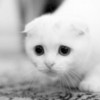 poze_pisici_09-150x150