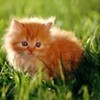 poze_pisici_32-150x150