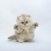 poze_pisici_34-150x150
