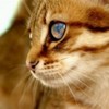 poze_pisici_40-150x150
