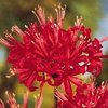 Lycoris radiata