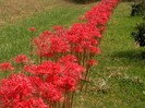 Lycoris radiata show