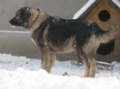 molda