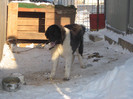 femela 8 luni